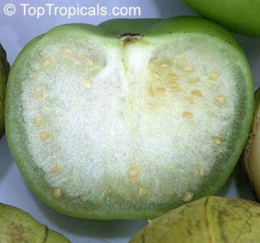 Preview: Physalis philadelphica, 20 Samen